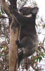 Koala climbing tree