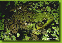 green frog