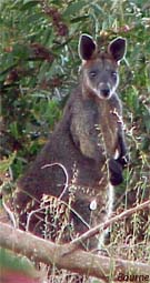 Swamp Wallaby