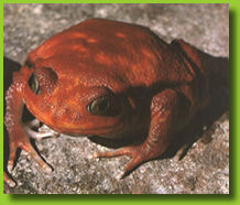 tomato frog