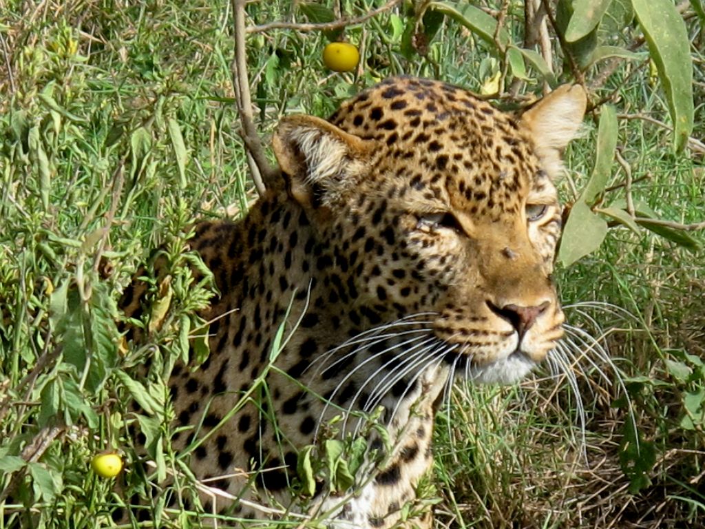 Κένυα: Λεοπάρδαλη
