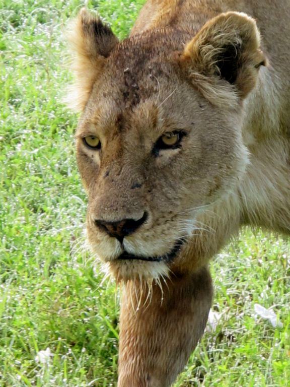 Τανζανία: Λιοντάρι