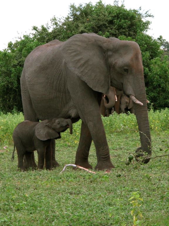 Μποτσουάνα: Ελέφαντας