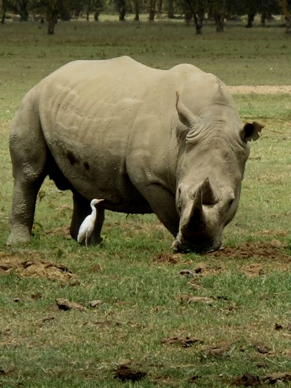 Κένυα: Ρινόκερος