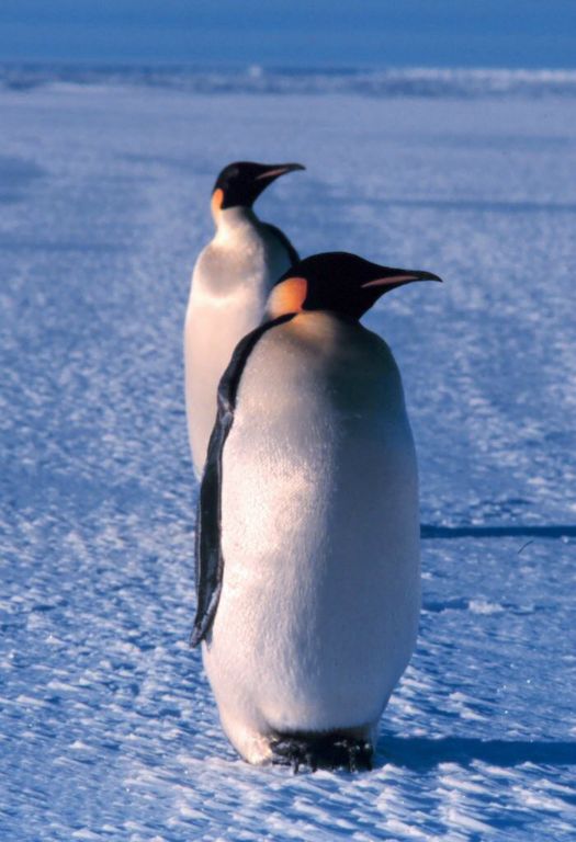  Ανταρκτική: Αυτοκρατορικός πιγκουίνος στη Θάλασσα Ρος (Πηγή: Wikimedia)