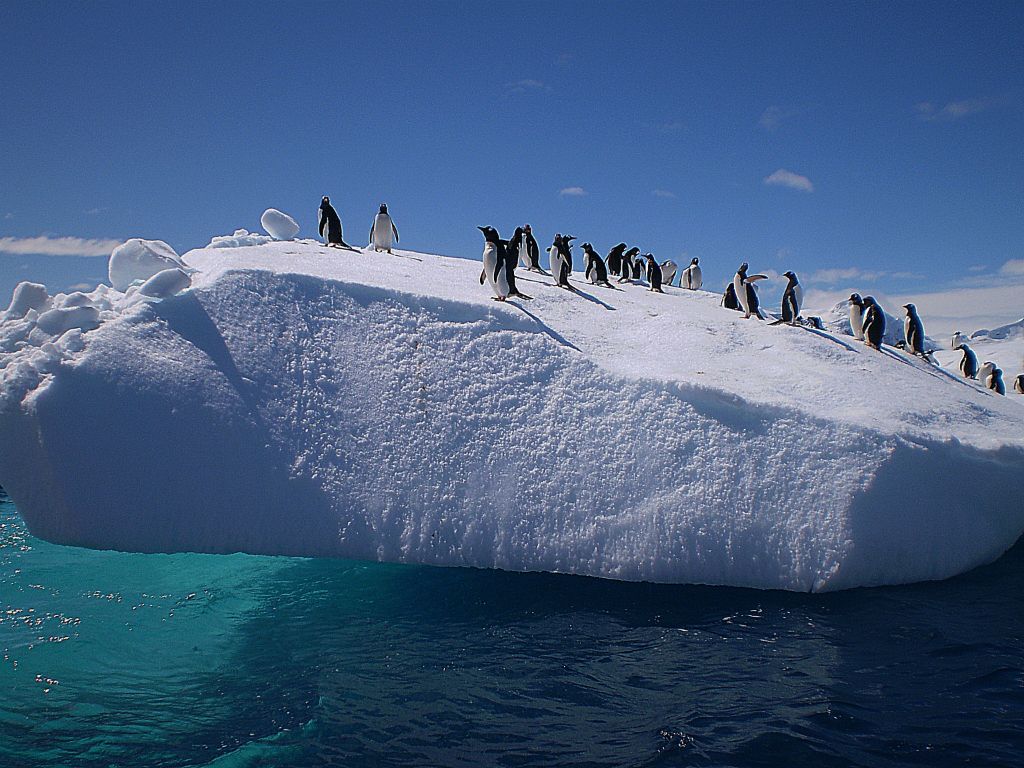 Ανταρκτική: Αποικία πιγκουίνων