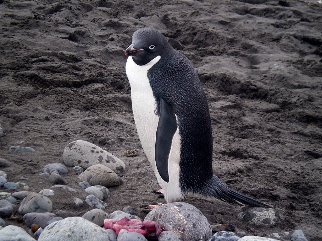 Ανταρκτική: Πιγκουίνος