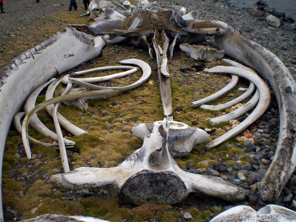 Ανταρκτική: Οστά φάλαινας