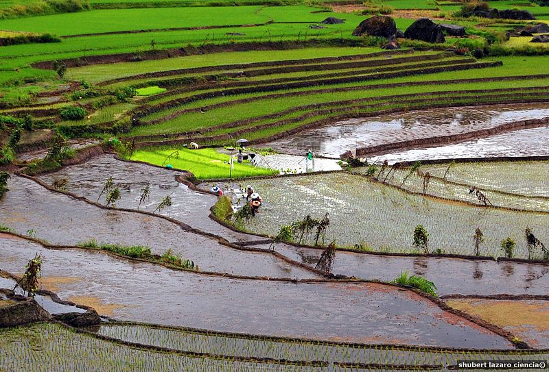 Φιλιππίνες: Καλλιέργειες ρυζιού