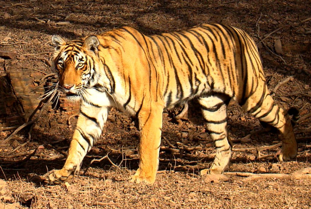 Ινδία: Τίγρης