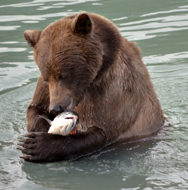 Αλάσκα: Γκρίζλι αρκούδα