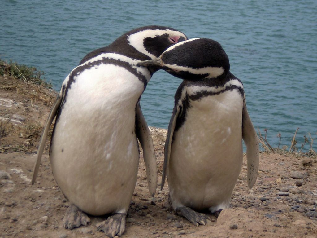 Αργεντινή: Peninsula Valdes, πιγκουίνοι 