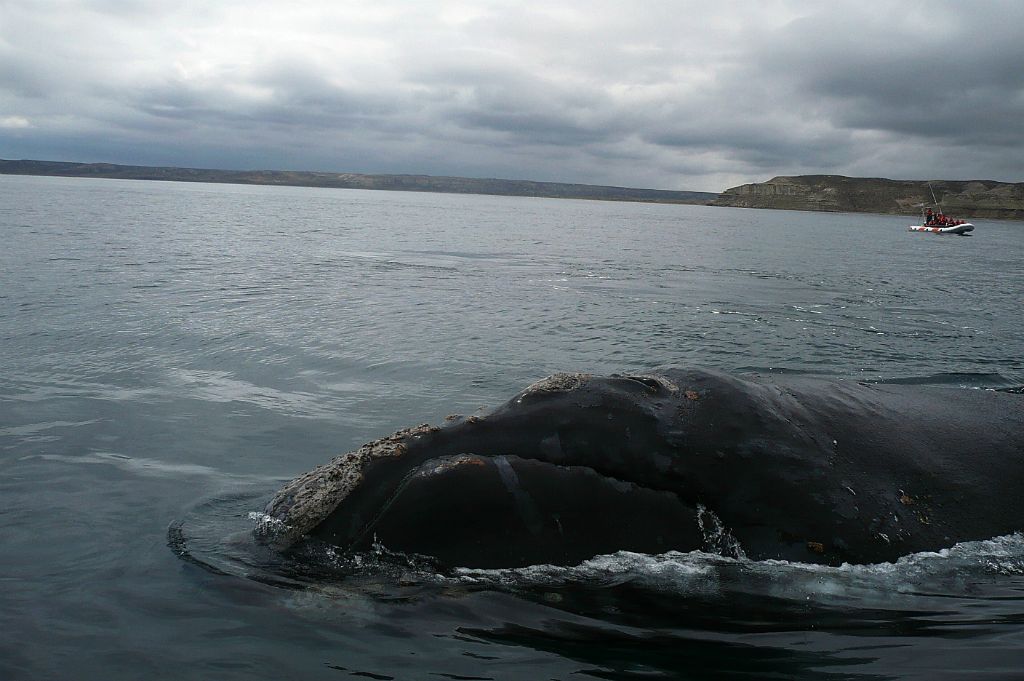 Αργεντινή: Peninsula Valdes, φάλαινες 