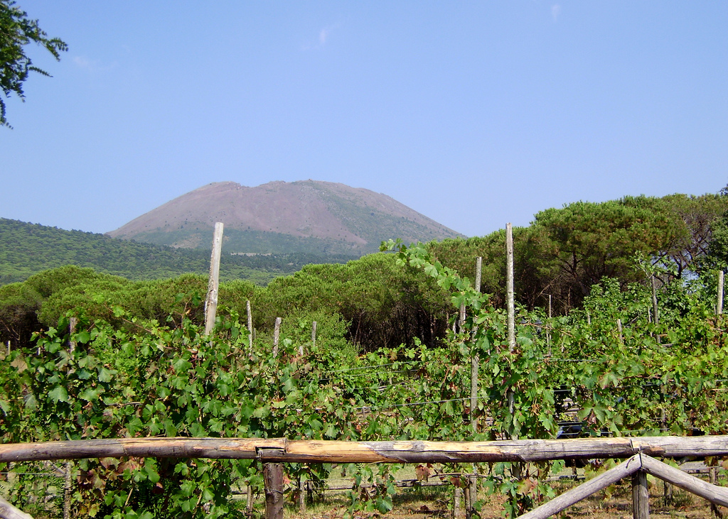 Το έδαφος γύρω από τον Βεζούβιο είναι πλούσιο σε θρεπτικά συστατικά. Οι άνθρωποι καλλιεργούν μια μεγάλη ποικιλία φυτών πολύ κοντά στο ενεργό ηφαίστειο.
